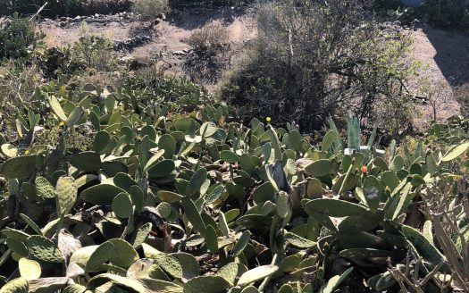 Solar urbano con casa antigua en Tejina, Guia de Isora