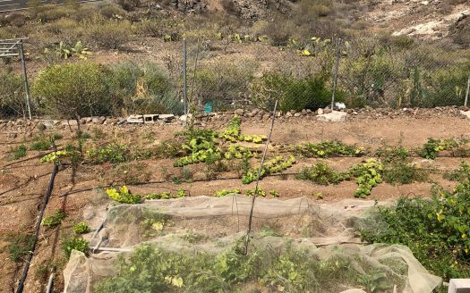 Finca rústica en subida a Vera de Erques, Guía de Isora