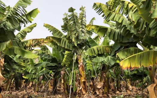 Fincas con casas en Alcalá, Guía de Isora