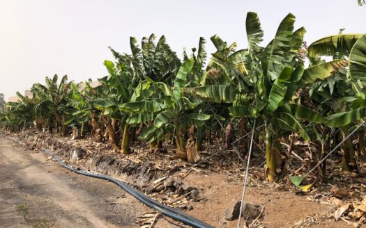 Fincas con casas en Alcalá, Guía de Isora
