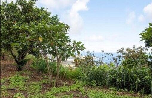 Védett: Finca rústica en el Tanque